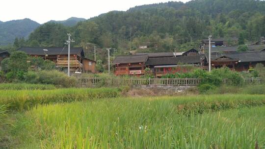 水稻农舍
