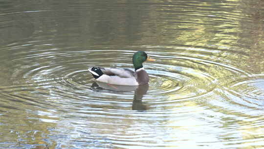 一只鸭子在水里