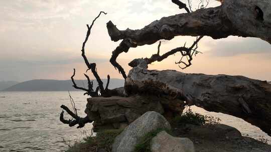 洱海日出前推远景近景湖边枯木远景