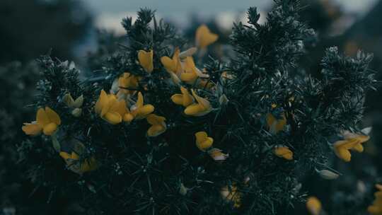 花，植物，花，灌木