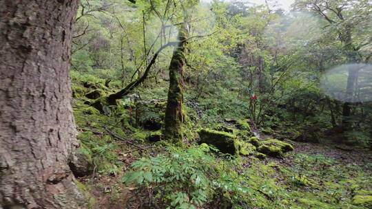 雨崩村原始森林