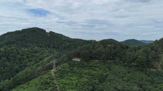 航拍南方山茶籽种植基地