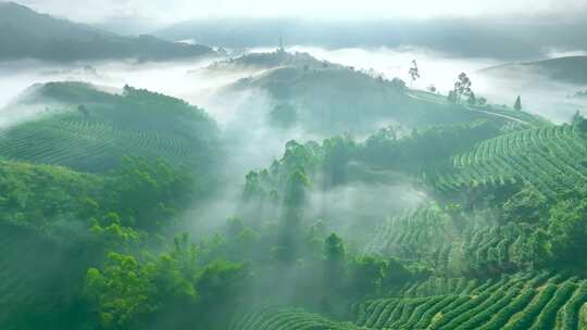 航拍云雾中的茶山