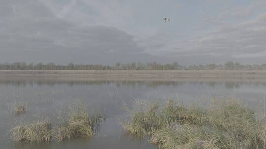 湿地鸟群视频素材模板下载