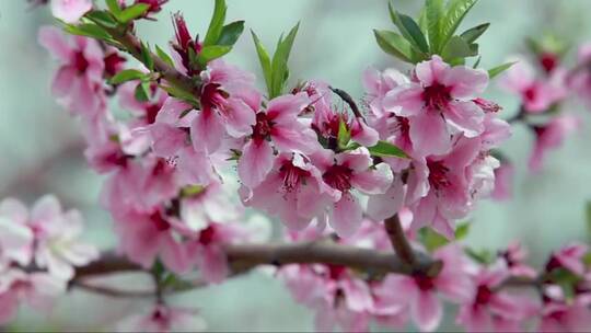 美丽盛开的桃花