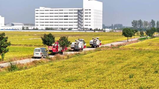 航拍农村稻田收割水稻收割机农忙种田大户视频素材模板下载