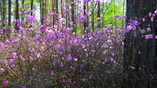 毕拉河杜鹃花 4k高清视频