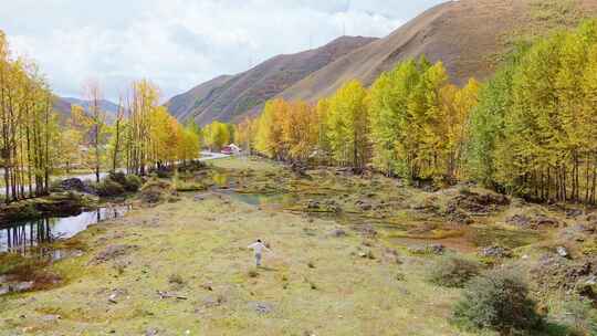 航拍四川川西新都桥鱼子西秋景彩林秋天