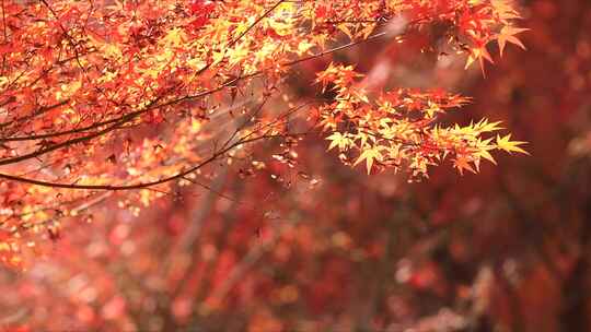 唯美秋天红色枫叶唯美红叶视频素材模板下载