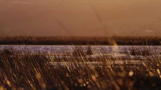 夕阳下的草随风摇摆秋天风景视频素材模板下载