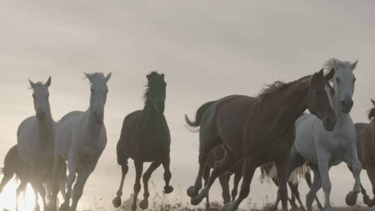 一群马在草原的夕阳下