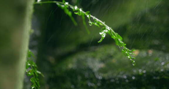 大自然  细雨 小树苗 雨滴 