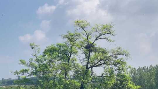 蓝天白云山林信号塔电线