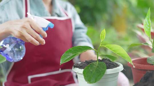 盆栽种植养护鲜花