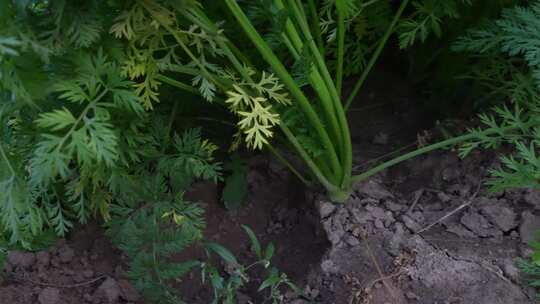 蔬菜种植  有机蔬菜 绿色 青菜 菜地  菜园