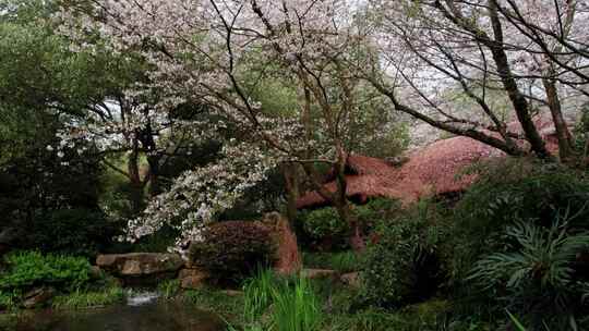 中国茶叶博物馆双峰馆区樱花盛开