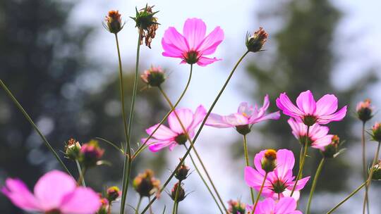 唯美逆光格桑花空镜头