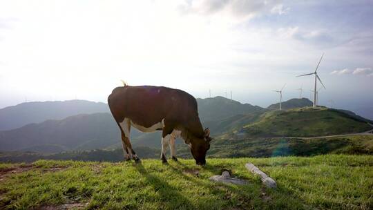 湖南雪峰山苏宝顶高原草地黄牛