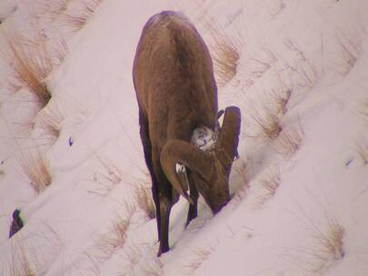 羊在雪地里吃草视频素材模板下载