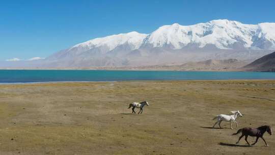 新疆湖边奔跑的马儿航拍