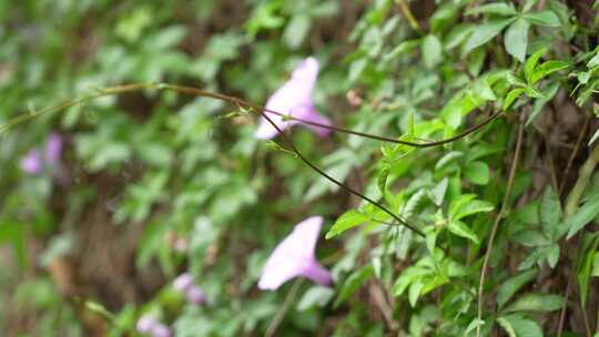 盛开的牵牛花实拍