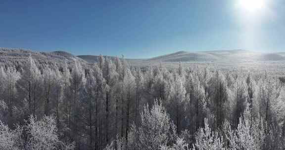 大兴安岭雪松航拍