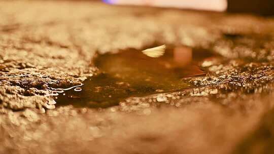 地面水洼落叶特写