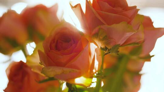 唯美室内粉色玫瑰花花朵4k视频素材