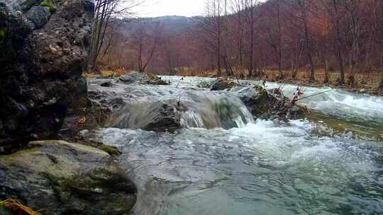 河水在森林中间流动