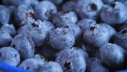 新鲜生蓝莓配水滴蓝碗