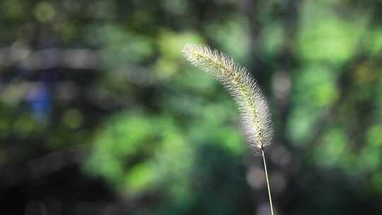 孤独的狗尾巴草特写空镜