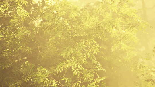 热带宁静阳光照耀的树木在迷人的雾中