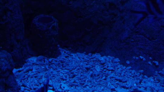蓝色海底深海神秘热带鱼视频素材模板下载