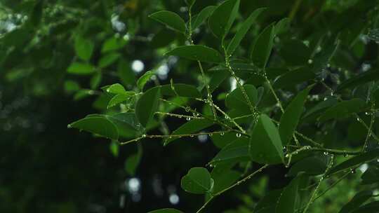 下雨中绿叶水滴水珠春雨