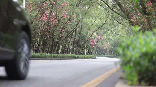 开满鲜花的公路，深圳香山中街车流