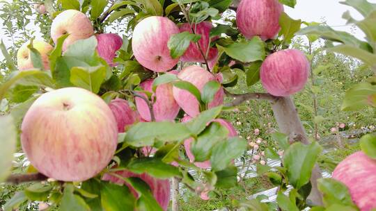 洛川苹果种植