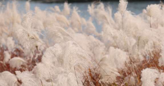 江南秋天湿地田园芦苇花升格