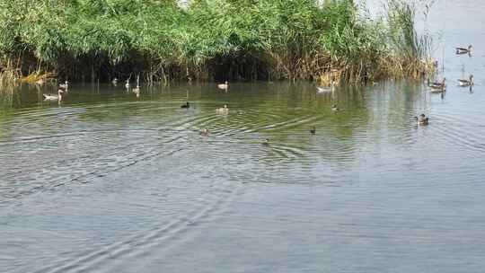 4k航拍黑河湿地水鸟