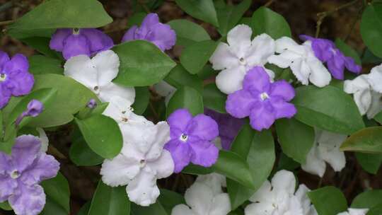 茉莉花紫花白花花朵花瓣开放