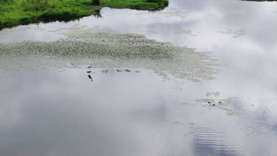 航拍湖面上的水鸟和白鹭
