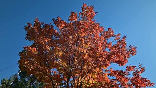 蓝天映衬下的秋日红枫树