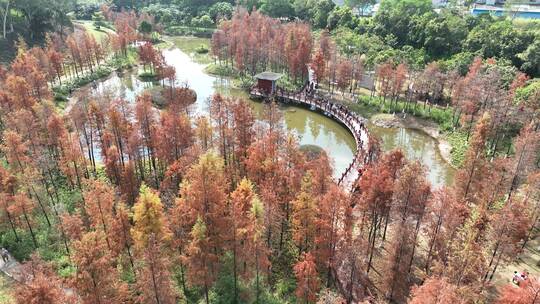 红花岭公园落羽杉 龙岗人民革命烈士纪念碑