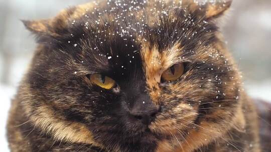 3930_愤怒的野猫，浑身是雪