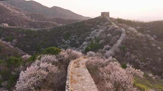 北京怀柔河防口长城山桃花