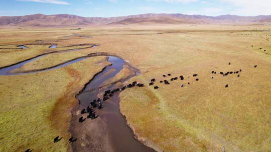 秋天四川红原草地上的牦牛群走过小河航拍视频素材模板下载