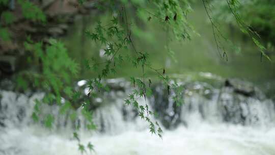 枝叶摇曳下的水流瀑布景观