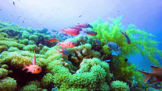 海底植物、红鱼、海底世界视频素材模板下载