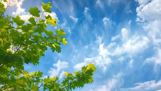 夏天夏日清晨蓝天白云阳光树叶草地空镜