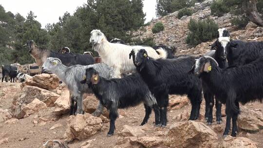 一群山羊在岩石山上吃东西