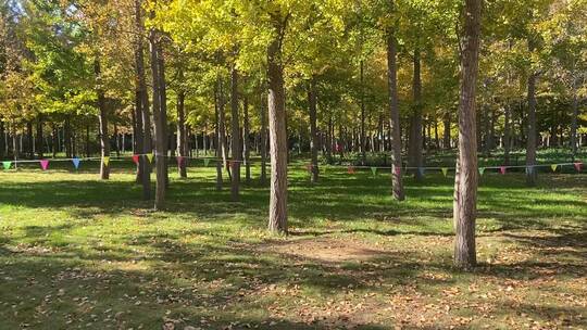 济南森林公园，秋季景色树叶金黄